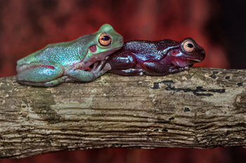 Academy Fellows say it’s time to establish an independent biodiversity agency -thumbnail